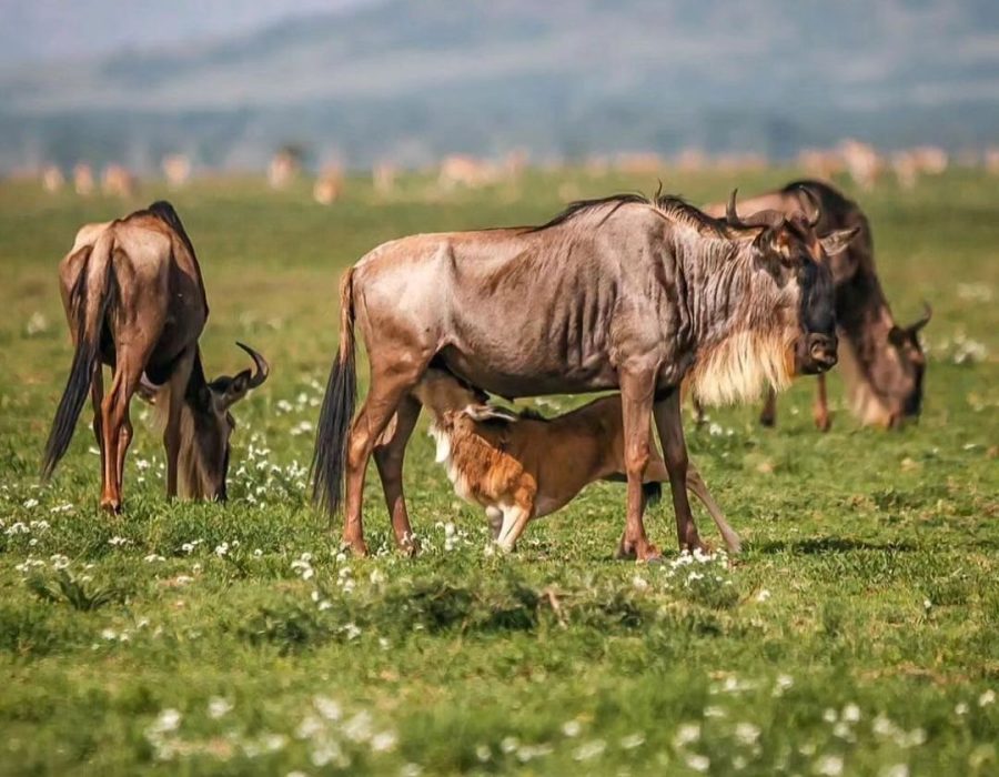 Uganda Gorillas and Serengeti Migration Safari Guide 17 Southern Serengeti and Ndutu calving season Tanzania