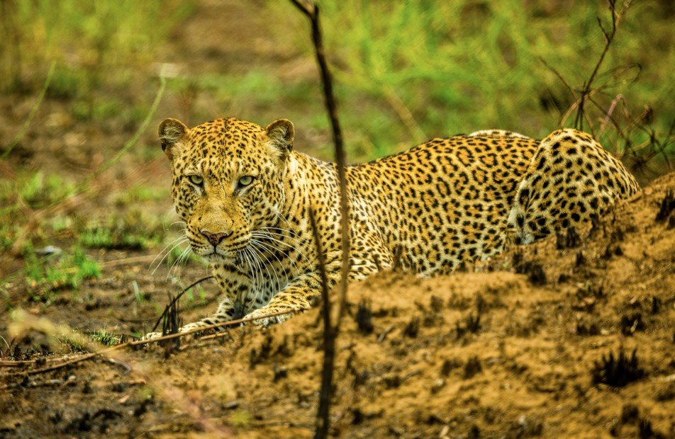 Wildlife Conservation Success in Akagera National Park 15 Leopard safari in Akagera National Park