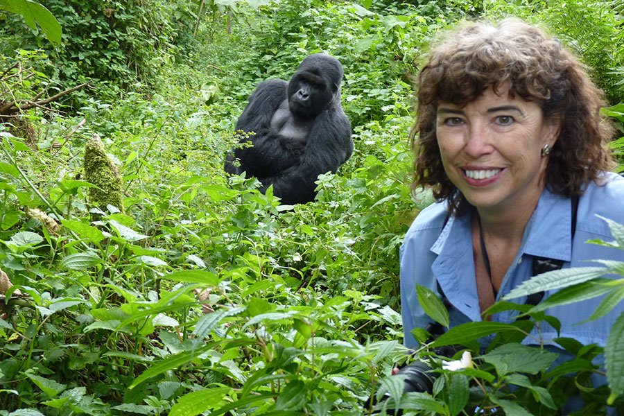 Best Uganda Luxury Holidays 2026/2027: Ultimate Safari Guide 21 Traveler photographing a mountain gorilla in lush Bwindi forest during a standard gorilla trekking or gorilla habituation experience in Uganda