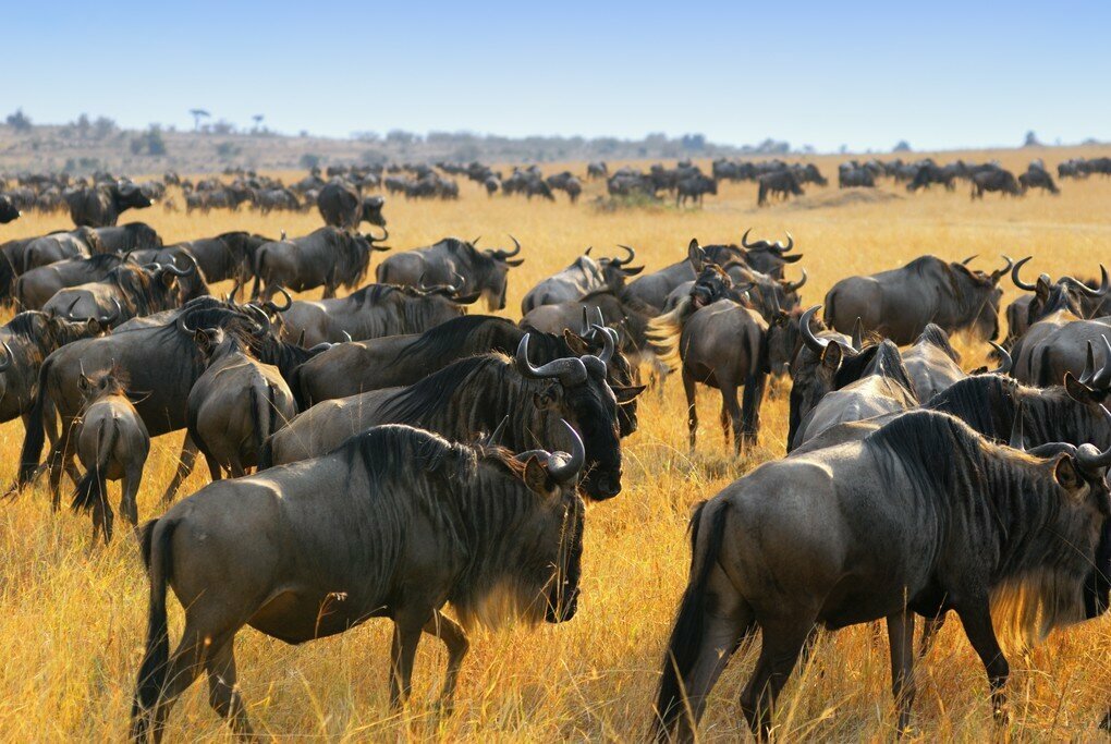 East Africa Safari Guide: Cost, Best Time & Routes 2026/2027 9 Large herd of wildebeest crossing the open savannah during a Tanzania safari in the Serengeti