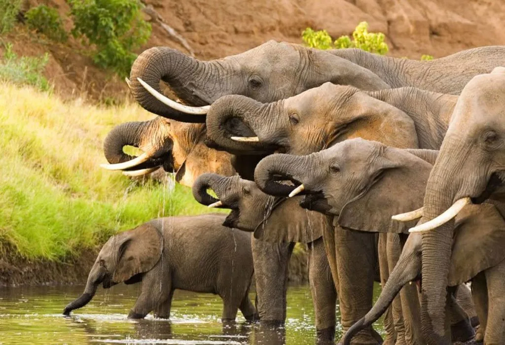 What Are the Top Attractions in Rwanda? 17 Big Five wildlife safari in Akagera National Park Rwanda