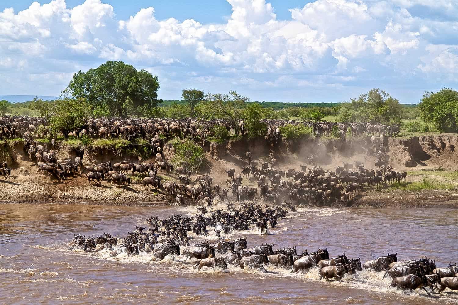 Uganda Gorillas and Serengeti Migration Safari Guide 25 Great Migration wildebeest river crossing in Tanzania