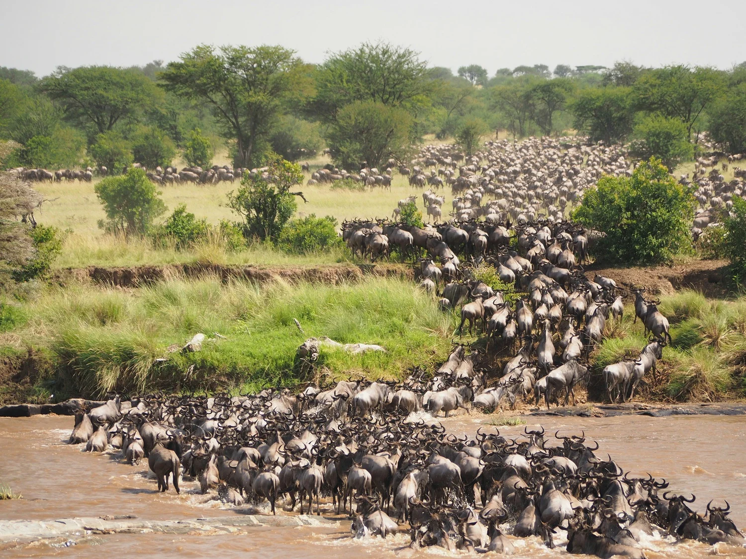 East Africa Safari Guide: Cost, Best Time & Routes 2026/2027 33 Large herds of wildebeest crossing a river during the Great Wildebeest Migration between Kenya and Tanzania