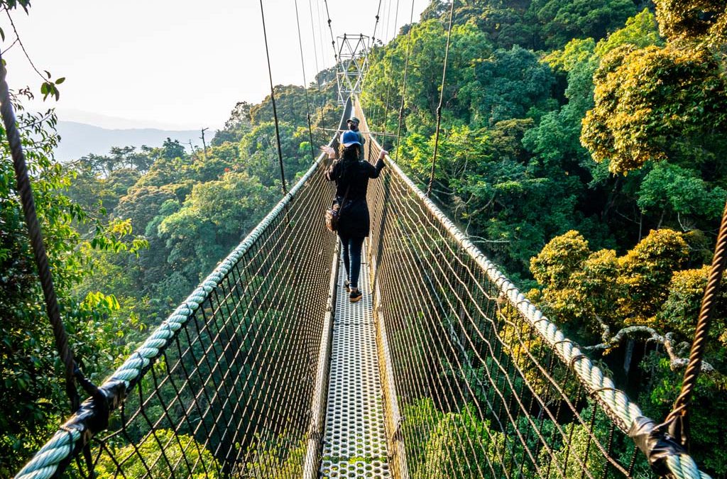 Rwanda Wildlife Guide: Best Safaris & Animals (2026/2027) 19 Travelers crossing the canopy walkway above the rainforest in Nyungwe National Park, Rwanda