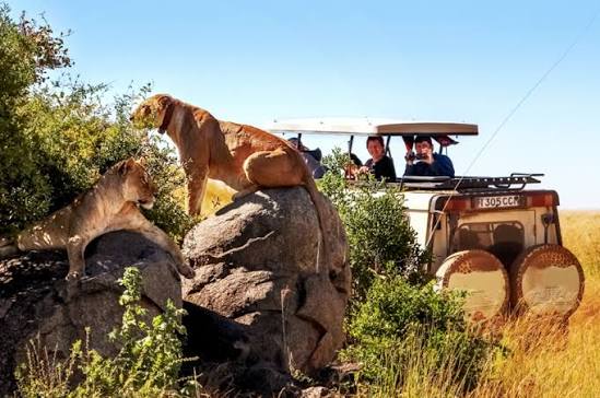 Lions resting on rocks beside tourists in an open safari vehicle during an African wildlife game drive