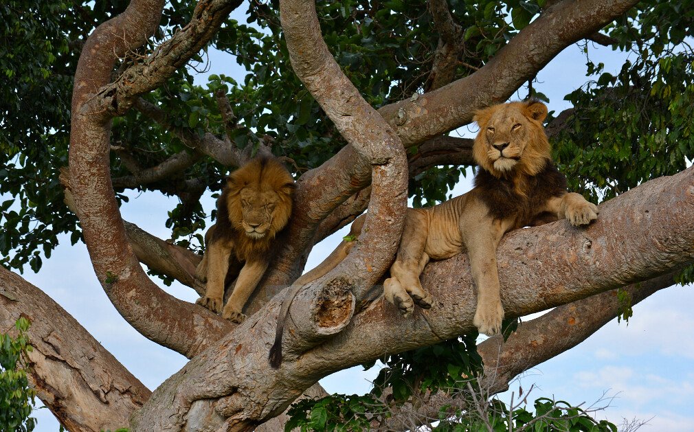 Tree-Climbing Lions guide 2026/27 5 Two male tree-climbing lions resting on thick branches of a large tree