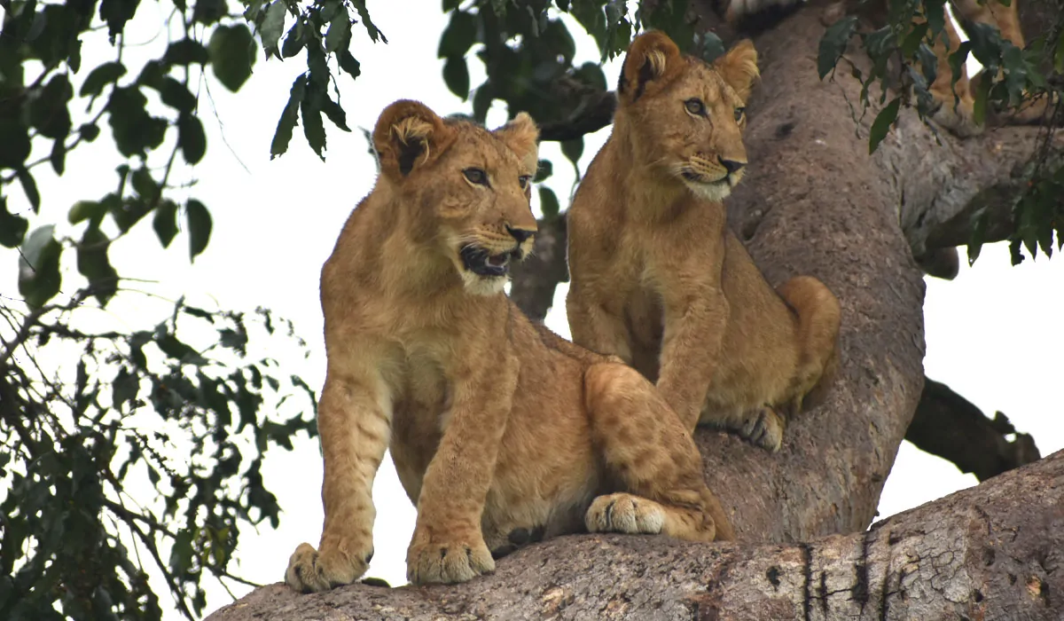 Tree-Climbing Lions guide 2026/27 17 Two young tree-climbing lions resting together on a large tree branch