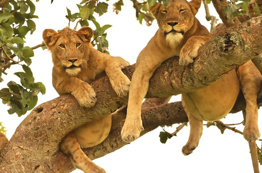 Tree-Climbing Lions guide 2026/27 3 Two tree-climbing lions resting on thick branches of a large tree