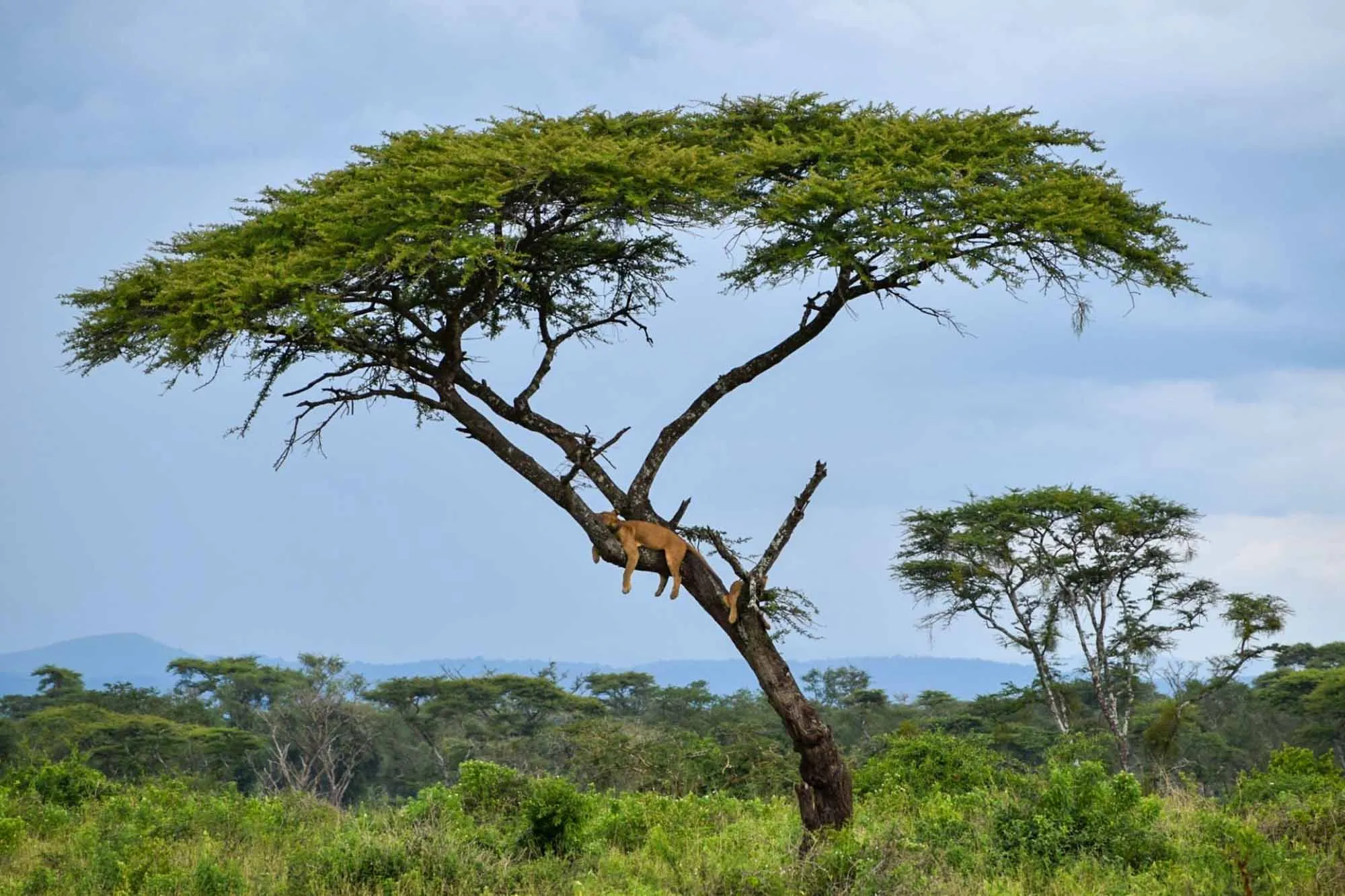 Incredible Uganda Wildlife Encounters: Ultimate Safari Guide 2026/2027 27 Tree-climbing lion resting on an acacia tree in the Ishasha Sector of Queen Elizabeth National Park, Uganda