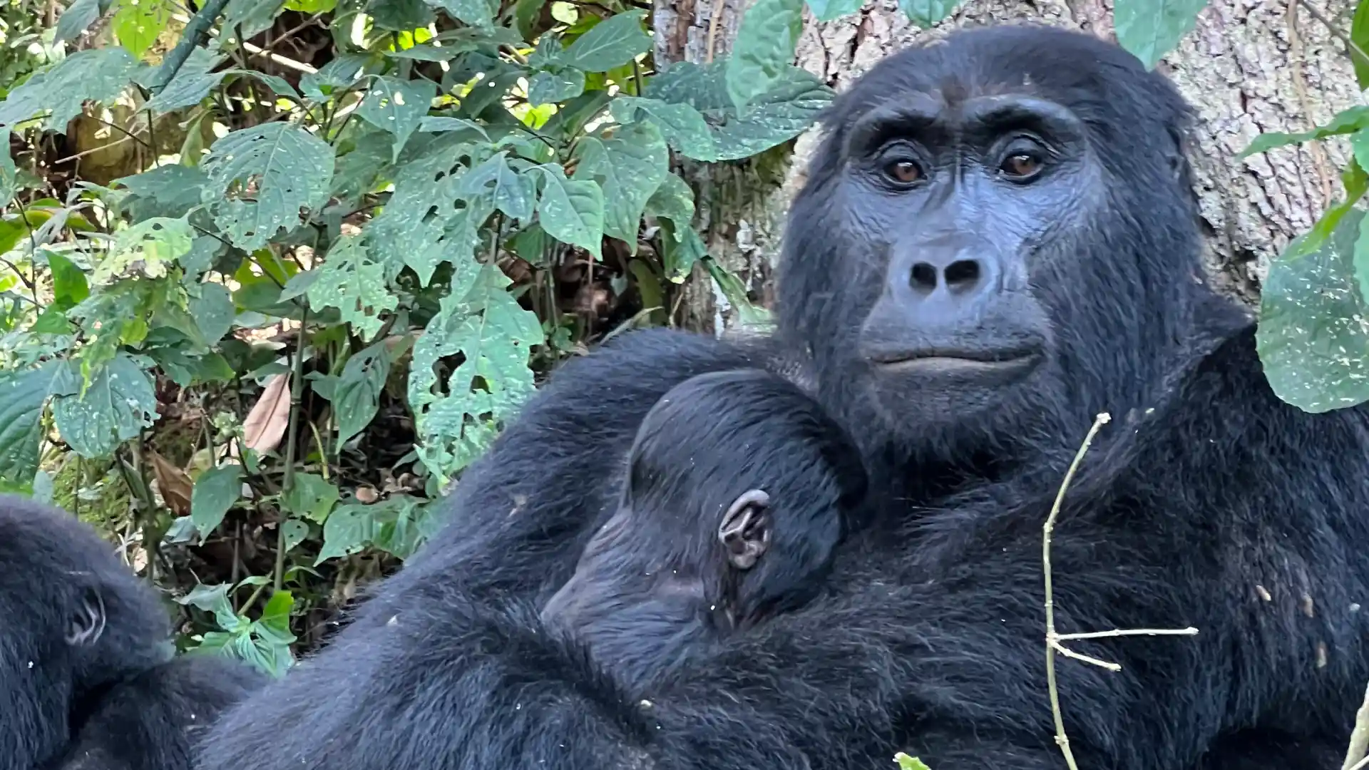 Uganda Safari FAQs 19 A mother gorilla holding her baby safely in the jungle