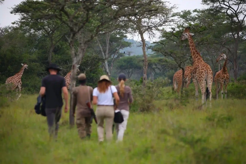 Uganda Safari in July 1 Uganda Safari in July Overview