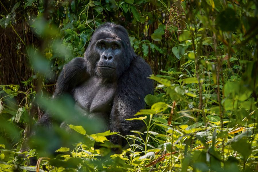 East Africa Safari Guide: Cost, Best Time & Routes 2026/2027 3 Mountain gorilla sitting in dense tropical forest during a Uganda safari and gorilla trekking experience