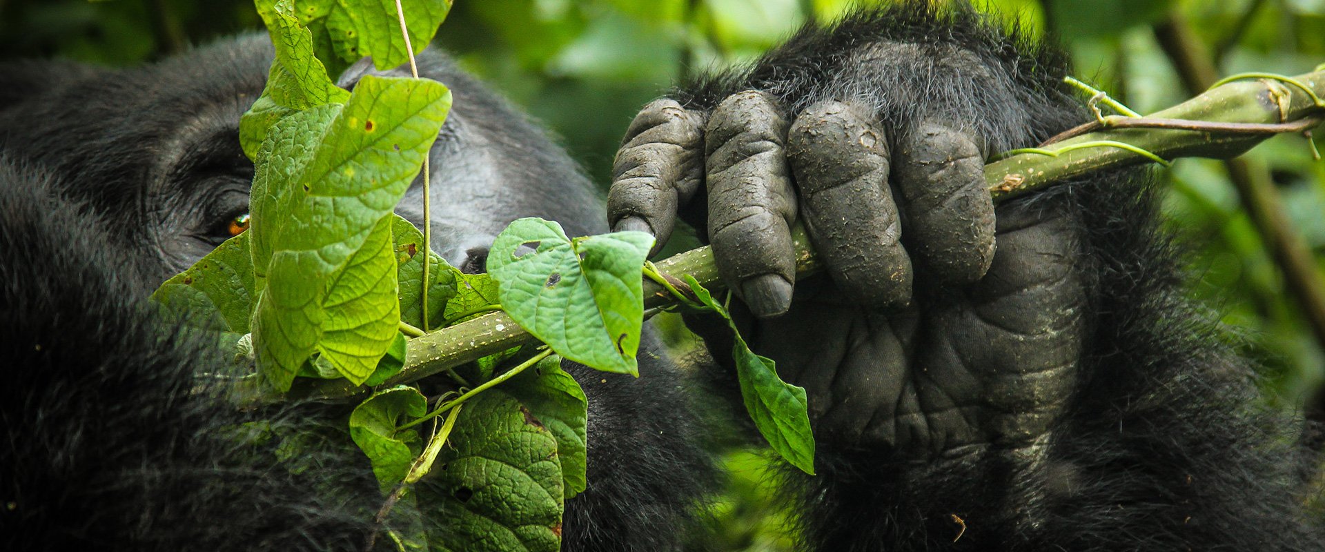 Uganda Safari FAQs 5 A mountain gorilla eating leaves in Bwindi Impenetrable National Park