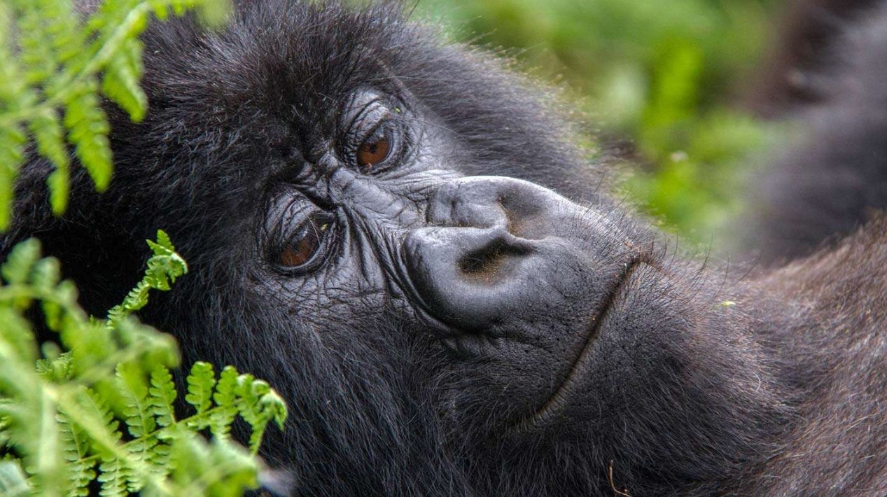 Incredible Uganda Wildlife Encounters: Ultimate Safari Guide 2026/2027 1 Close-up of a mountain gorilla resting among green ferns during a wildlife encounter in Uganda