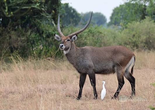 Queen Elizabeth National Park Guide 23 A male waterbuck with long curved horns grazing next to a white egret.