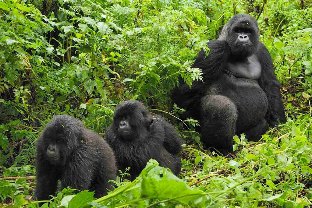 Uganda Safari Tips 5 Mountain gorillas sitting together in Bwindi Impenetrable Forest