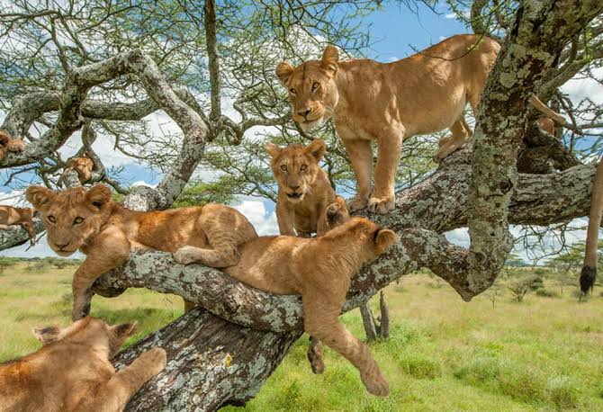 Tree-Climbing Lions guide 2026/27 1 Tree-climbing lions resting together on large tree branches in an African savannah