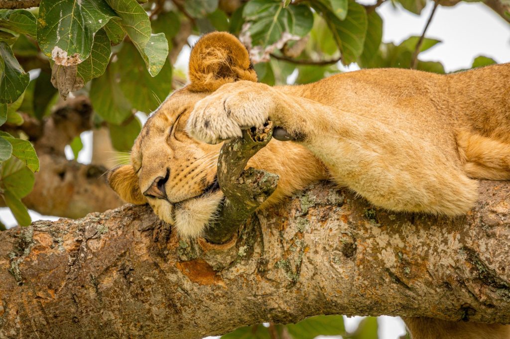 Ultimate Tree Climbing Lions Guide: 10 Amazing Facts & Best Safari Tips (2026/2027) 5 Tree climbing lions resting high in a fig tree overlooking the Ishasha savannah
