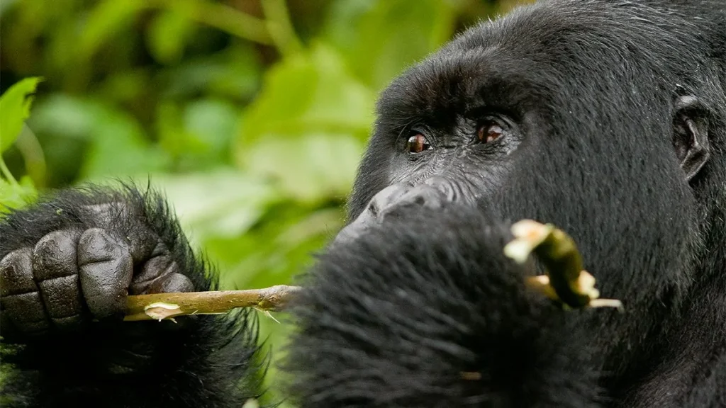 Powerful Rwanda Safari Tips: Ultimate Travel Guide (2026/27) 3 Why Visit Rwanda for a Safari? Mountain gorillas, Big Five wildlife, lush forests, and breathtaking landscapes in Rwanda.