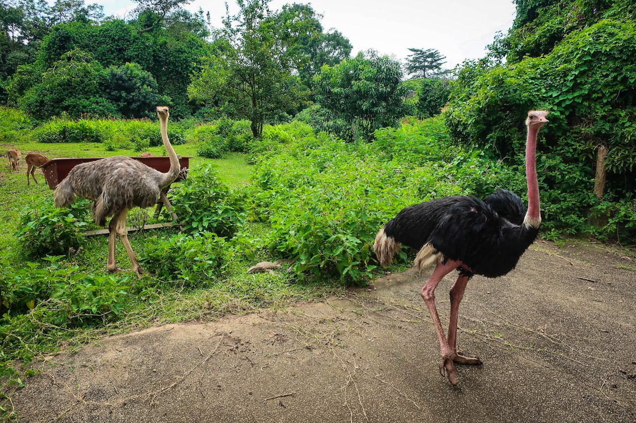 Incredible Uganda Wildlife Encounters: Ultimate Safari Guide 2026/2027 33 Two ostriches walking through green vegetation, representing ostrich viewing in Kidepo Valley, Uganda