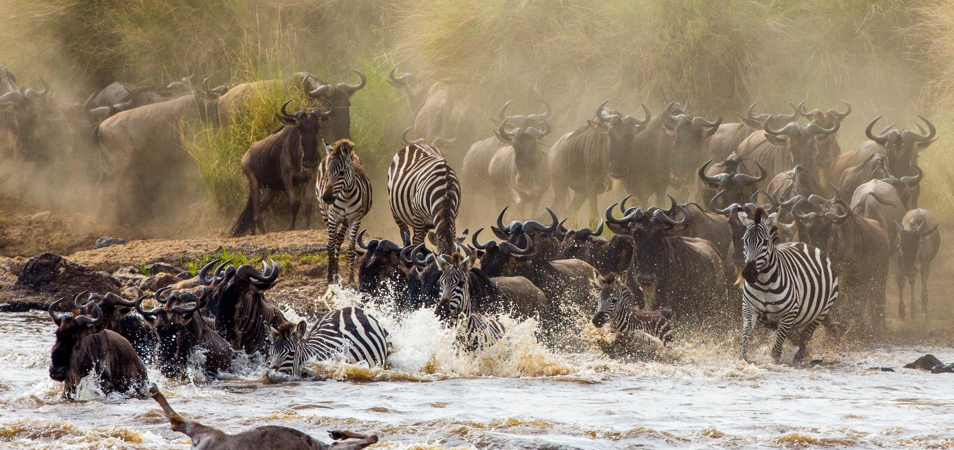 Uganda Gorillas and Serengeti Migration Safari Guide 9 Wildebeest migration across Serengeti Tanzania