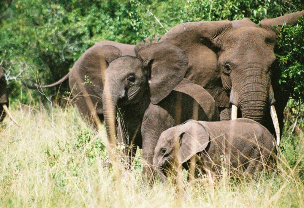Uganda Safari in July 9 "Elephants