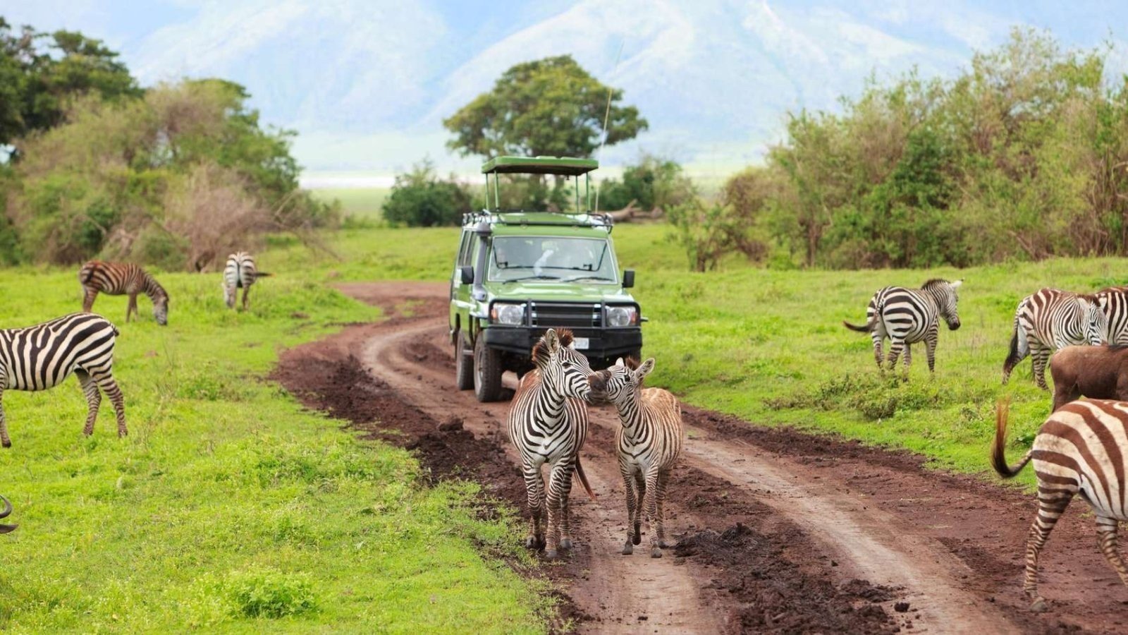 Incredible Uganda Wildlife Encounters: Ultimate Safari Guide 2026/2027 35 Zebras standing beside a safari vehicle during a wildlife game drive in Lake Mburo National Park, Uganda