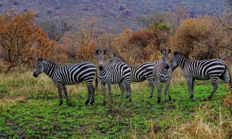 Wildlife Conservation Success in Akagera National Park 22 Wildlife Conservation Success