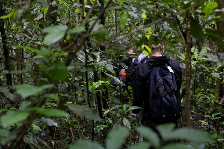 What to Pack for Kibale National Park 29 Trekkers carrying daypacks while walking through dense tropical forest in Kibale Uganda