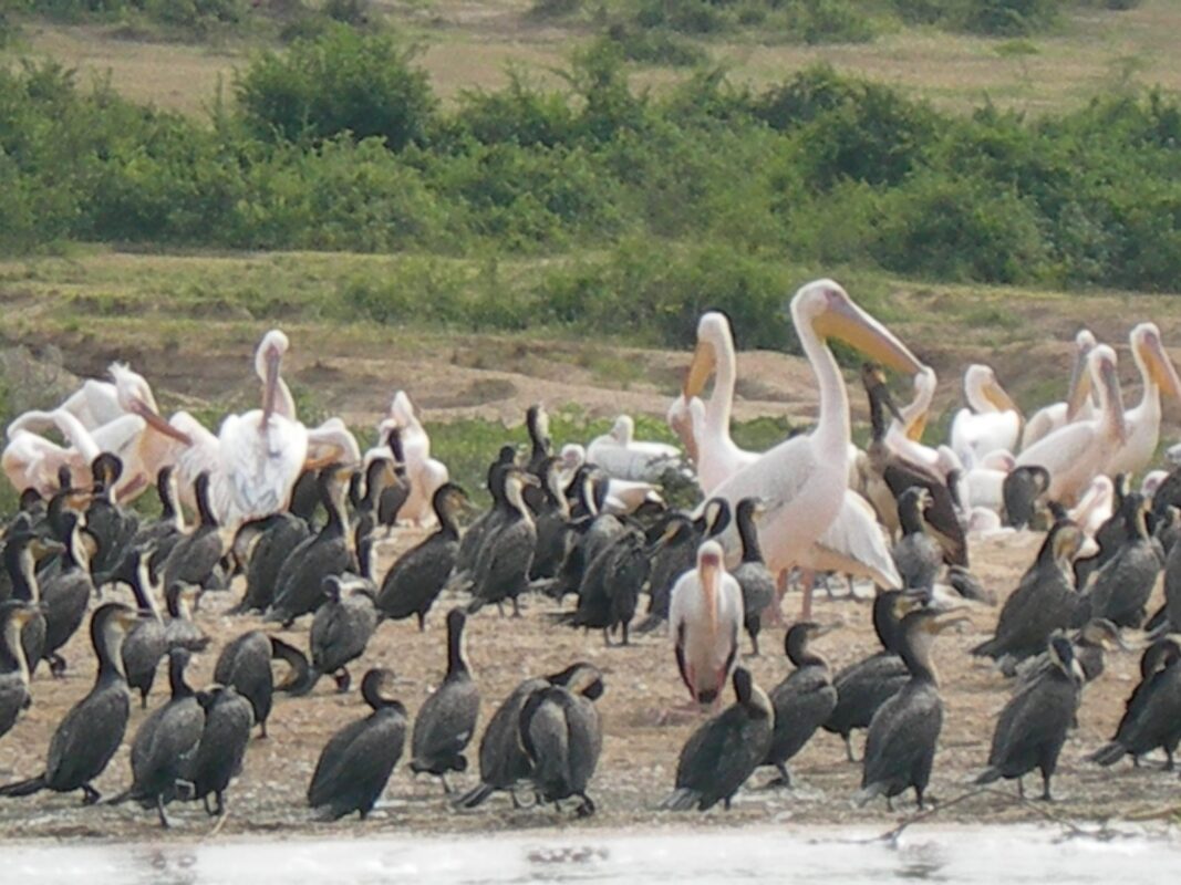 Large flock of pink pelicans and black cormorants on a riverbank.