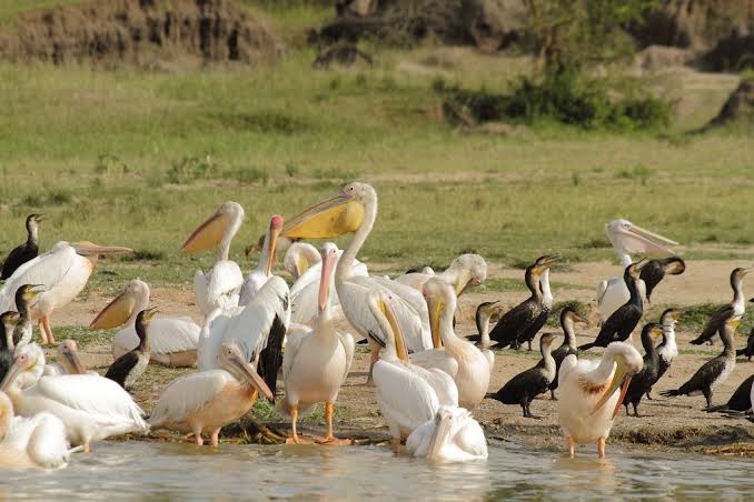 Queen Elizabeth National Park Guide 25 Large group of white pelicans and dark cormorants resting near water.