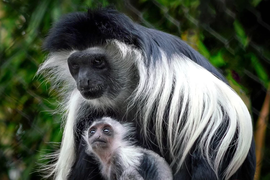 Nyungwe Chimpanzees 21 Adult black-and-white colobus monkey holding a young baby against its chest in a lush green forest.