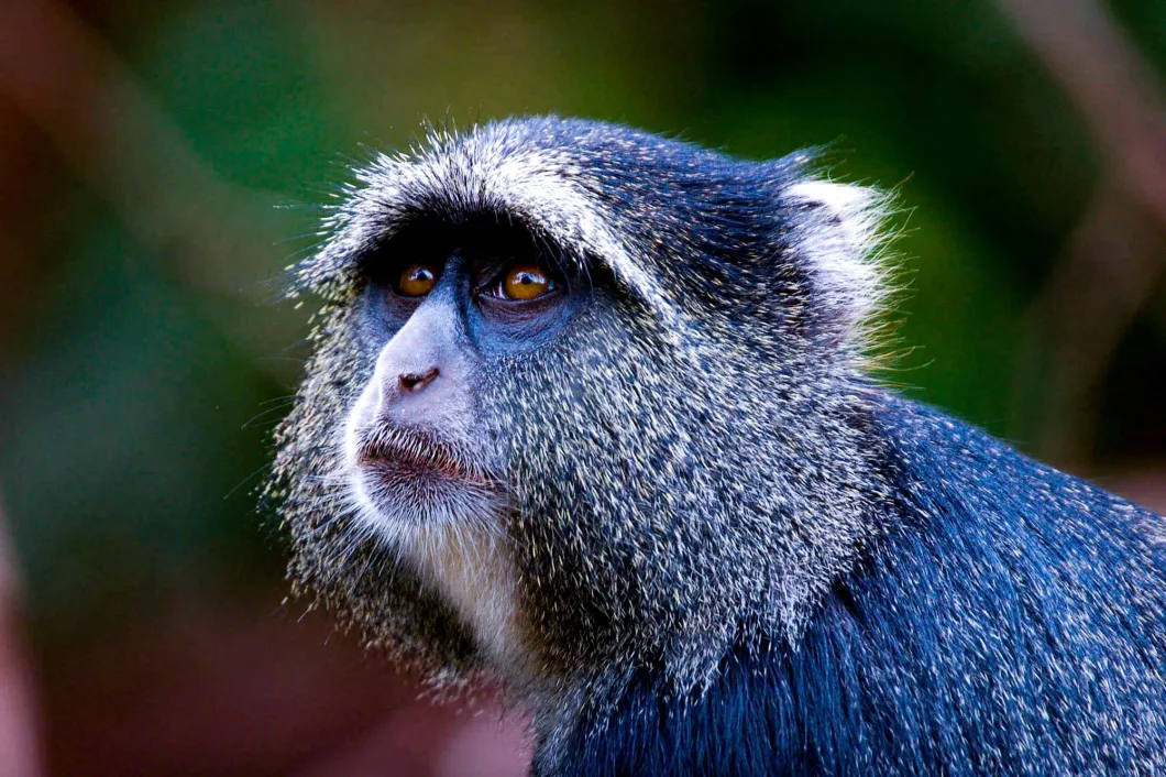 Nyungwe Chimpanzees 25 Close-up portrait of a blue-gray monkey with golden eyes, dark facial markings, and long textured fur, looking to the side against a blurred green forest background.