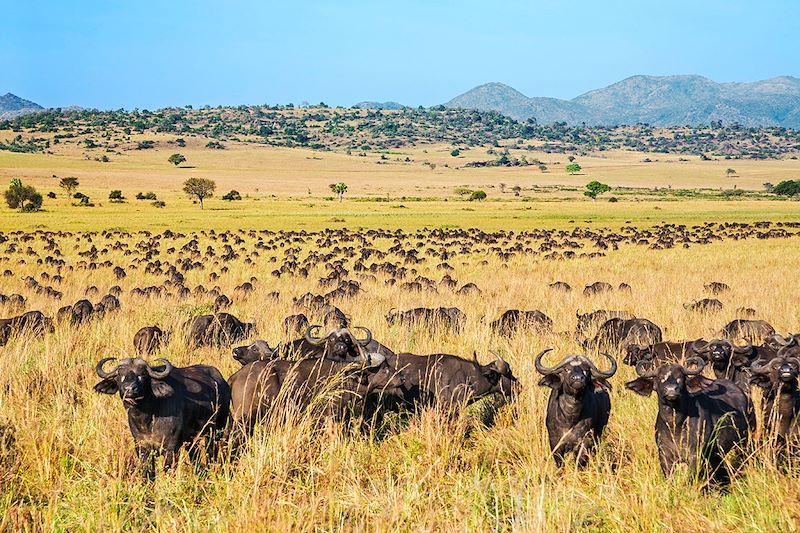 What Makes Kidepo Valley Unique From Other Parks? 9 Massive Cape buffalo herd in Kidepo Valley Uganda