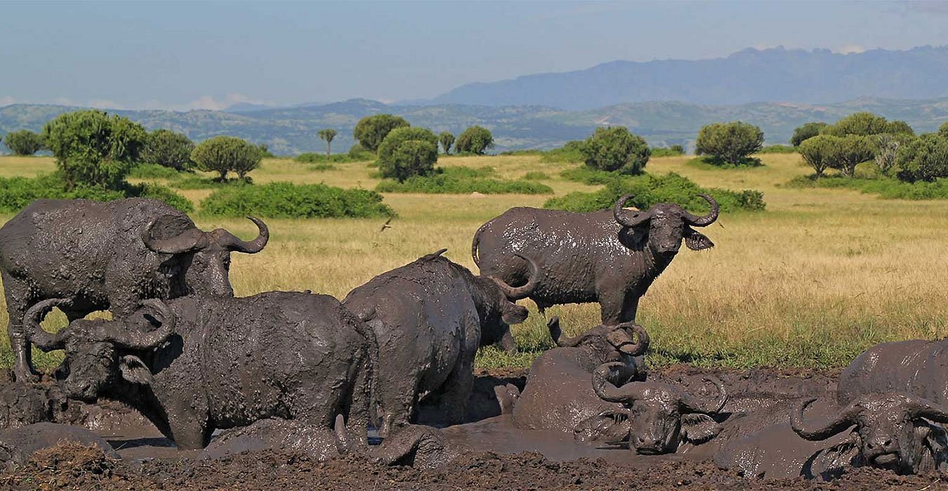 Queen Elizabeth National Park Guide 11 A herd of dark African buffaloes covered in thick mud wallowing in a pool.