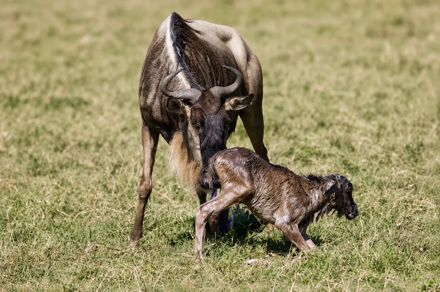Uganda Gorillas and Serengeti Migration Safari Guide 7 Wildebeest mother and calf during Ndutu calving season Tanzania