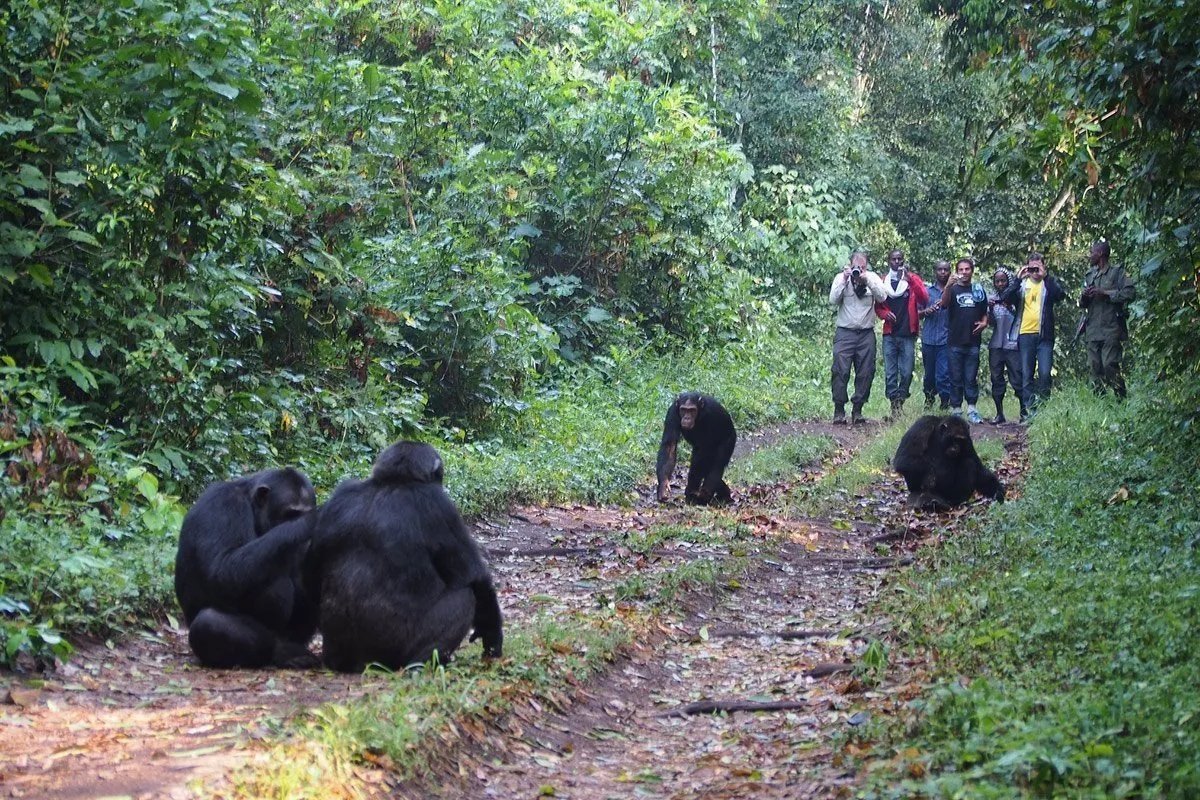 Nyungwe Chimpanzees 19 Several chimpanzees sit and walk along a forest trail while a group of people watches from a distance.