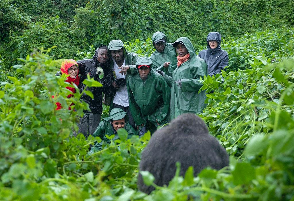 Nyungwe Chimpanzees 9 A group of people wearing rain gear stand among dense green vegetation while observing a chimpanzee in the foreground.