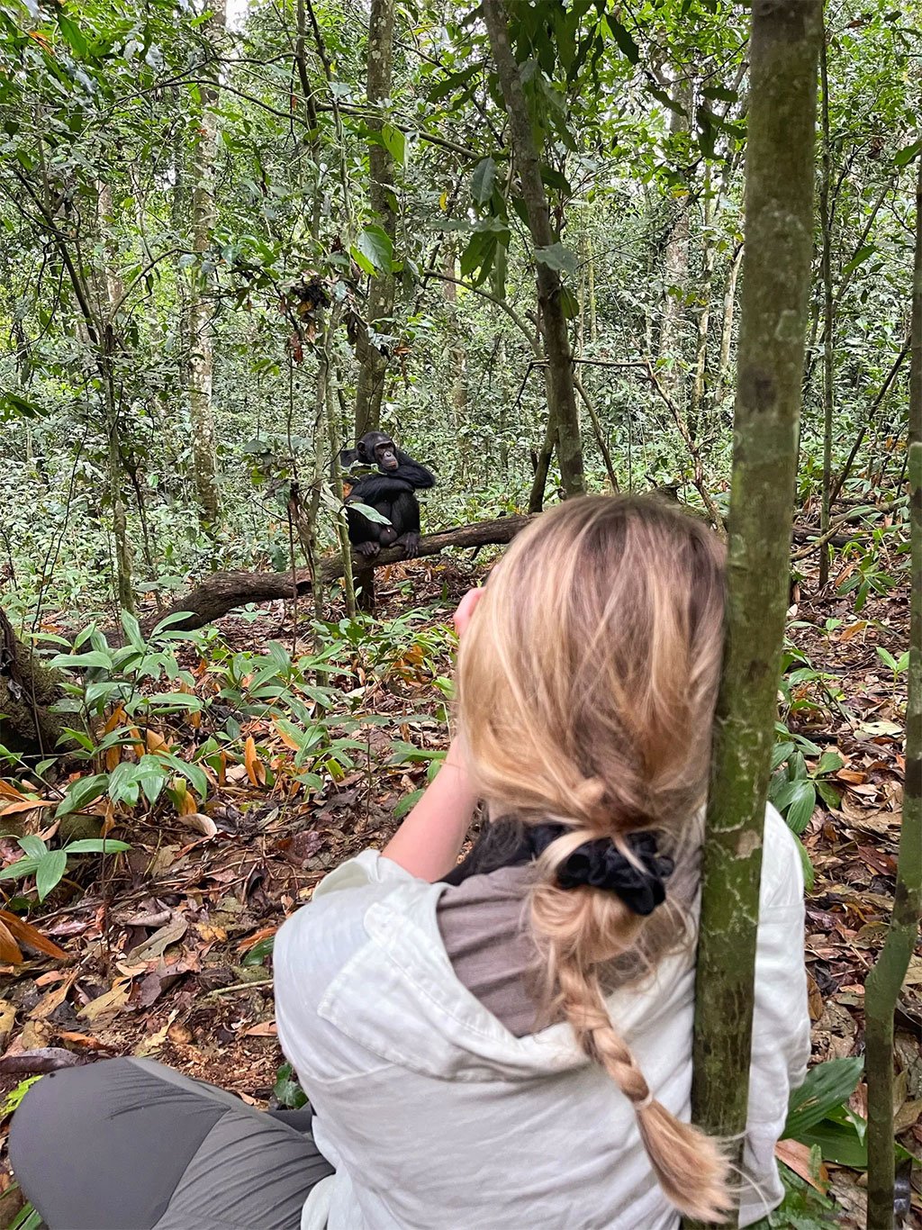 What to Pack for Kibale National Park 19 Visitor carrying a camera while photographing a chimpanzee during a forest trek in Kibale National Park Uganda