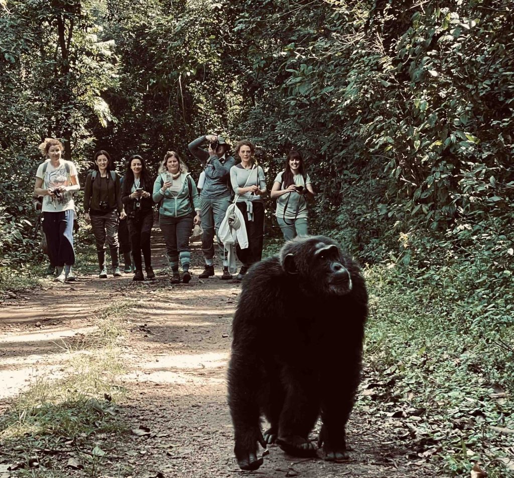 What to Pack for Kibale National Park 9 Chimpanzee walking along a Kibale forest trail as visitors carry cameras and binoculars