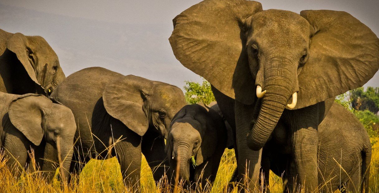 Queen Elizabeth National Park Guide 5 A herd of African elephants standing in tall grass.