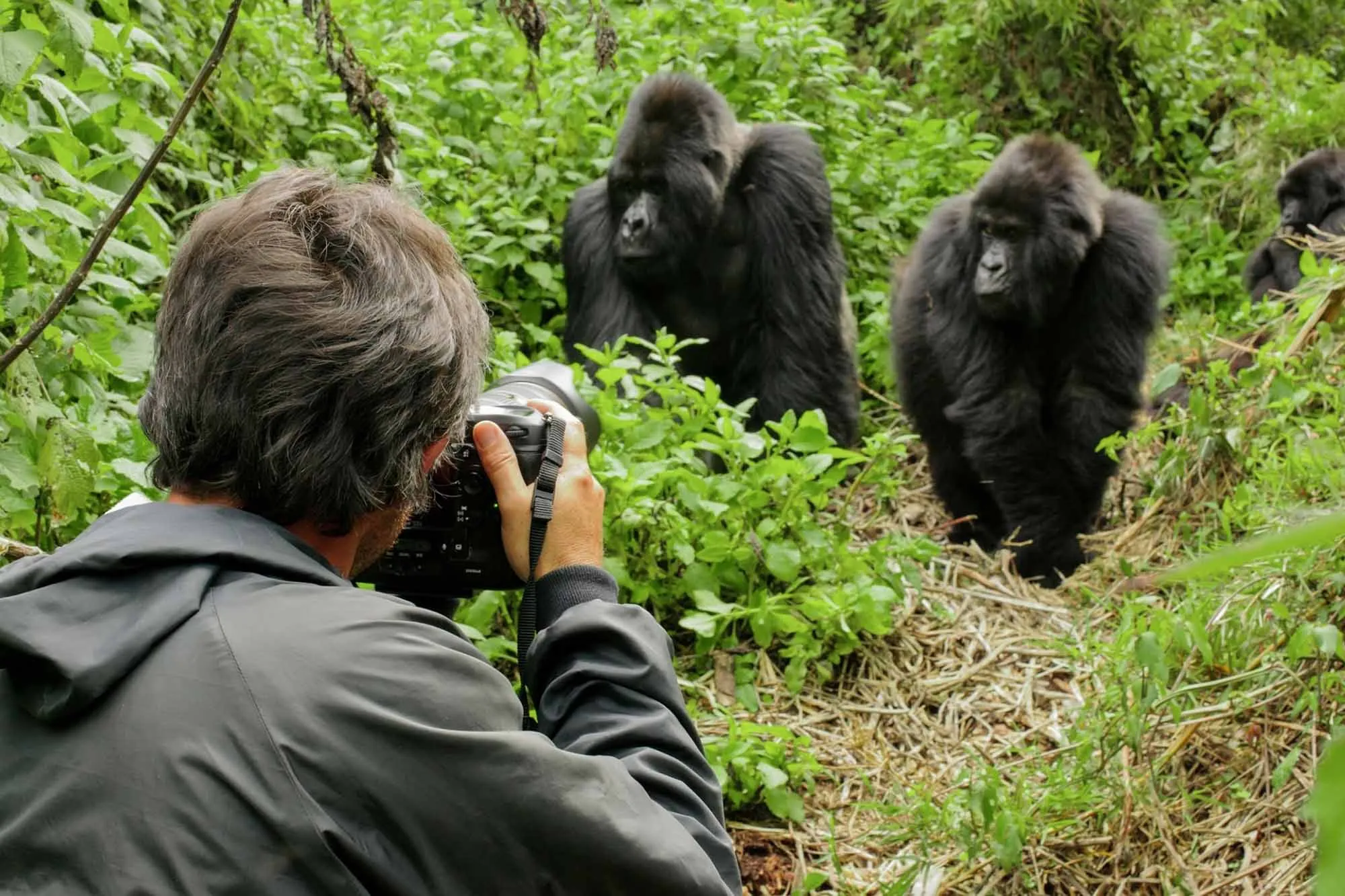 Gorilla Trekking Tips for First-Time Visitors 9 A close-up view of a mountain gorilla sitting in a lush green rainforest during a trekking tour.