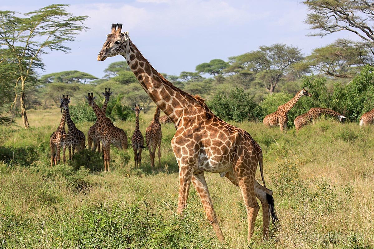 Uganda Gorillas and Serengeti Migration Safari Guide 19 Giraffes in Seronera central Serengeti Tanzania