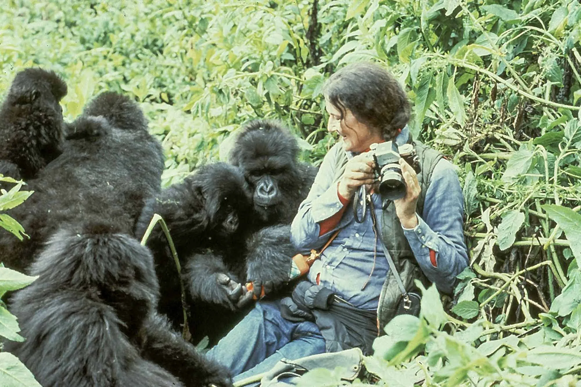 Gorilla Trekking Tips for First-Time Visitors 21 Renowned primatologist Dian Fossey sitting comfortably on the ground while calmly interacting with mountain gorillas.