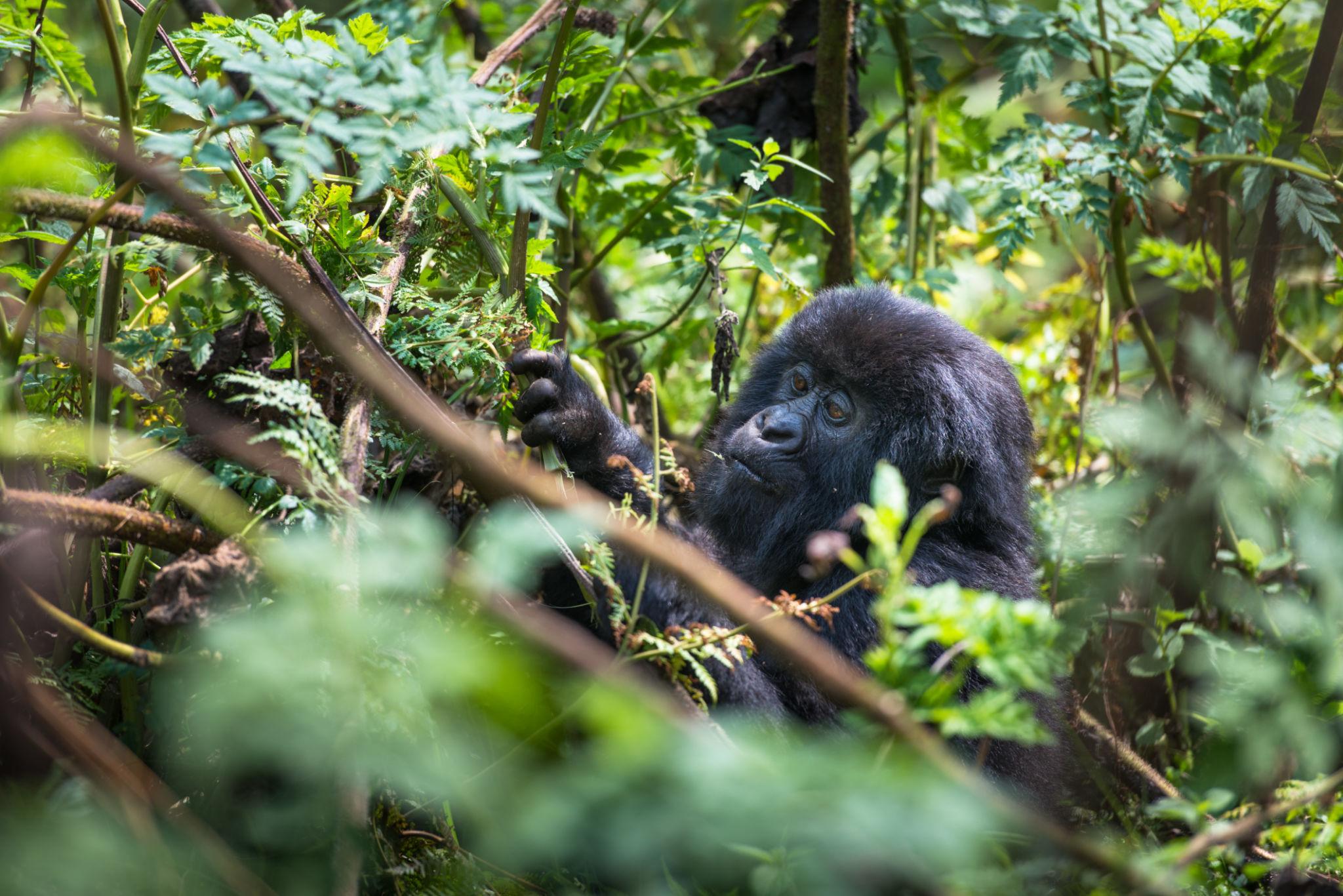 What Are the Top Attractions in Rwanda? 3 Mountain gorilla in Volcanoes National Park Rwanda