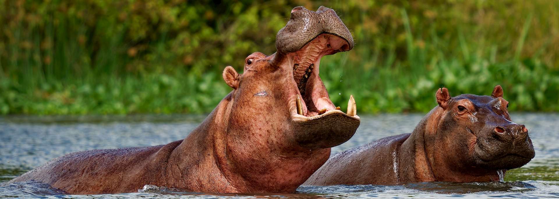 Queen Elizabeth National Park Guide 15 Two hippopotamuses in water, one opening its mouth wide.