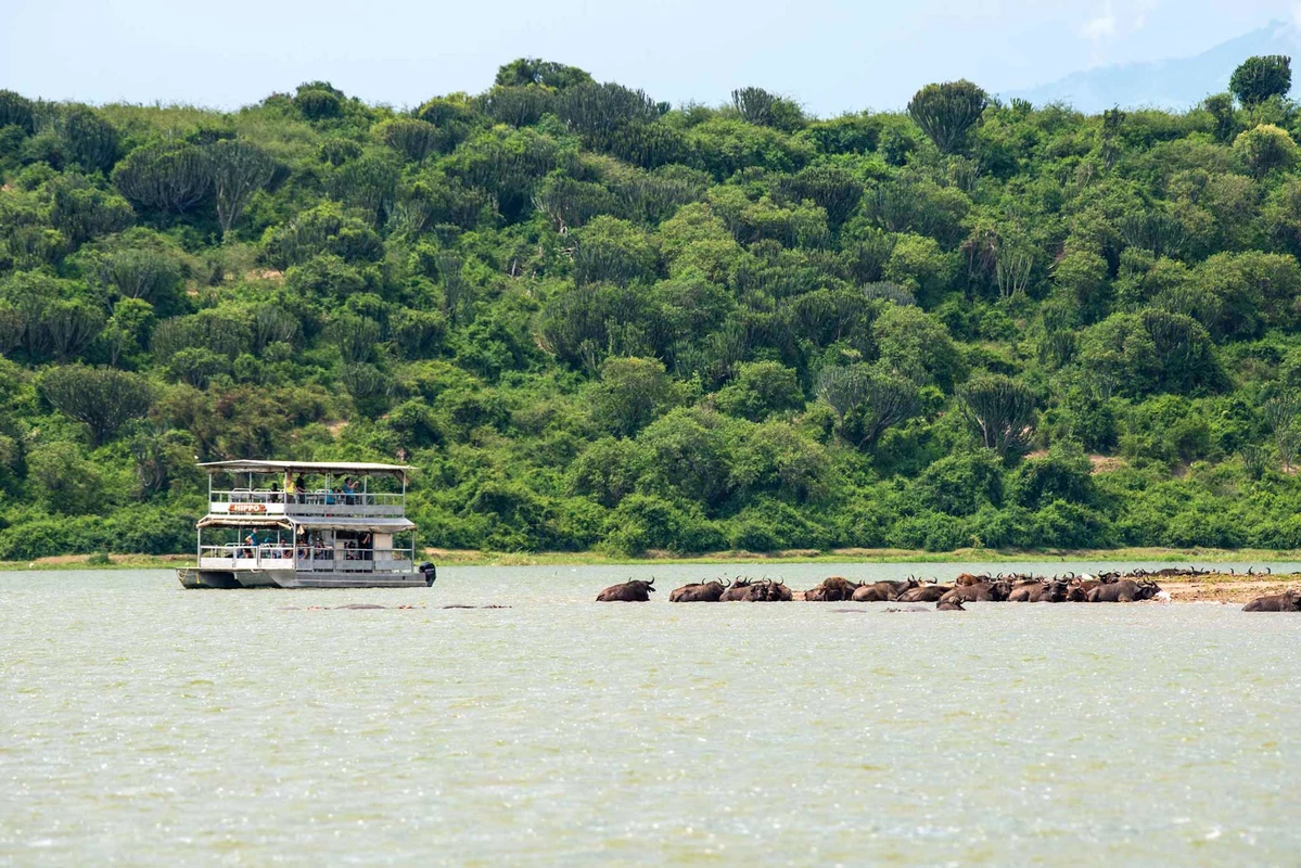 Queen Elizabeth National Park Guide 27 A double-decker safari boat near a herd of buffaloes by a lush shoreline.