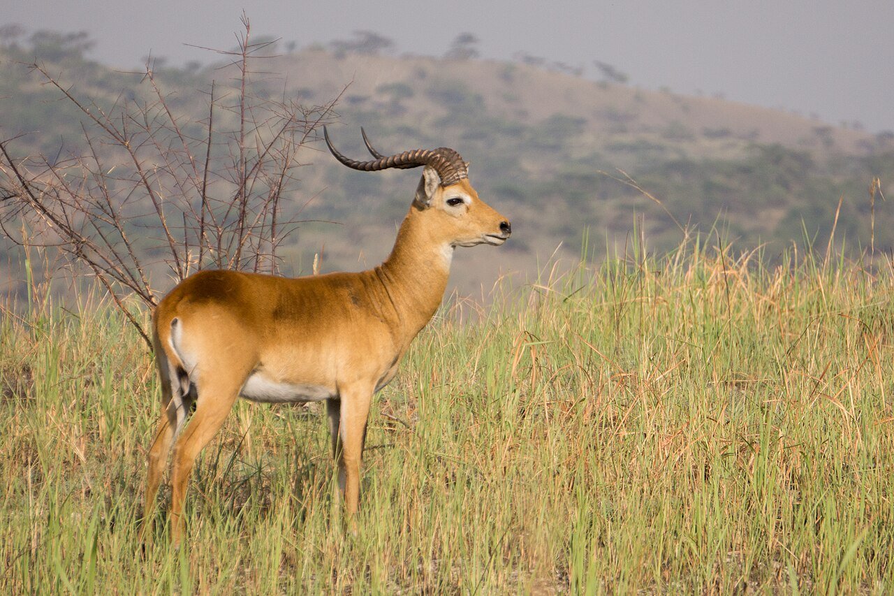 Queen Elizabeth National Park Guide 13 A golden-brown male Uganda Kob standing in a grassy savanna field.