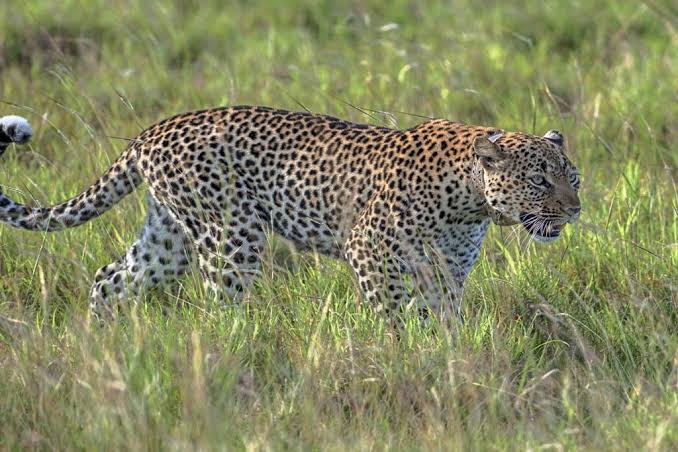 Queen Elizabeth National Park Guide 19 A spotted leopard walks through tall green grass.