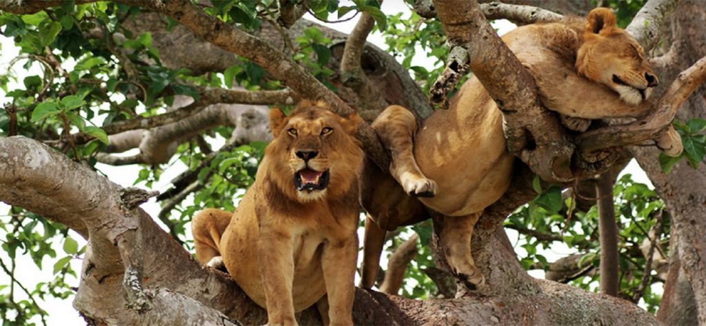 Queen Elizabeth National Park Guide 7 wo African lions resting high up on thick branches of a green leafy tree.
